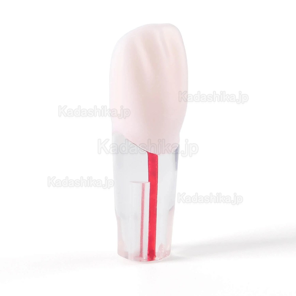 28個/セット 歯科用タイポドント歯 根管治療練習モデル